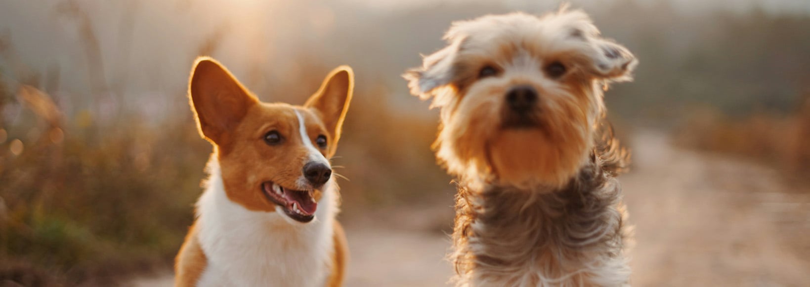 dogs-alvan-nee-T-0EW-SEbsE-unsplash-1653